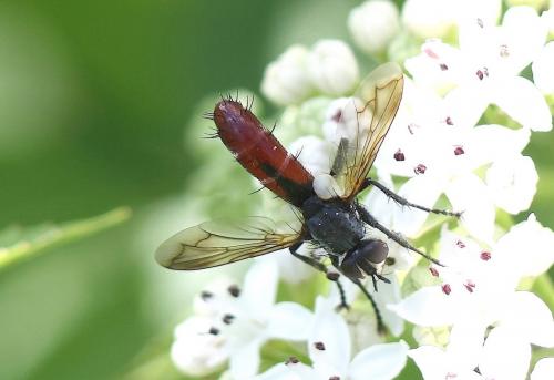 Réf. 217 611 : Cylindromyia bicolor